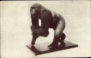 Ansichtskarte / Postkarte Chicago Illinois USA, Field Museum of Natural History, Gorilla