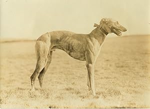 United Kingdom Altcar Waterloo Cup Coursing Greyhound Boanerges old Photo 1911