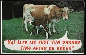 Image du vendeur pour cow postcard: Ya, Life Iss Yust Vun Darned Ting After De Udder mis en vente par Mobyville