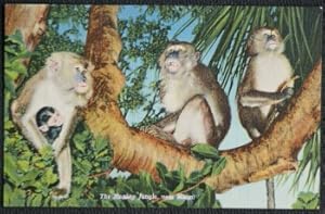 Monkey Jungle Miami Florida Postcard