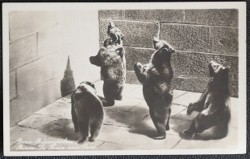 Bears At Zoo In Bern