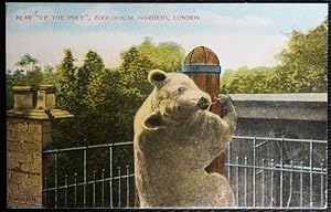 Bear Up The Pole Zoological Gardens London Vintage Postcard