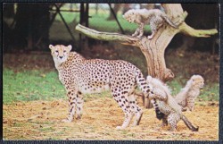 Cheetah And Cubs