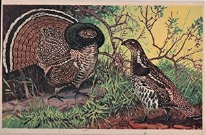 Seller image for bird postcard: Ruffed Grouse (Partridge) for sale by Mobyville