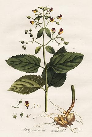 Seller image for Scrophularia nodosa" - figwort Braunwurz Blume flower Blumen flowers Pflanze plant botanical Botanik botany / Flora Batava for sale by Antiquariat Steffen Vlkel GmbH