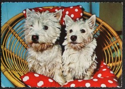 Dogs In Basket
