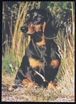 Dog Postcard Dachshund