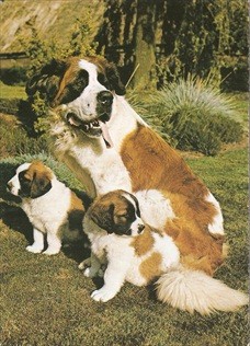 Dog Postcard St. Bernhard And Puppies