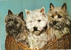 Dogs Postcard Three In A Basket Postcard
