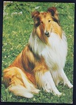 Dog Brown White Postcard