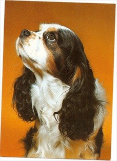 Dog Postcard King Charles Spaniel