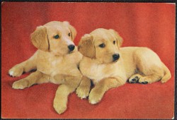 Dog Postcard Two Of A Kind 1967 Vintage