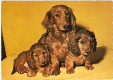 Dog Postcard Three Brown Dogs 1964 Vintage