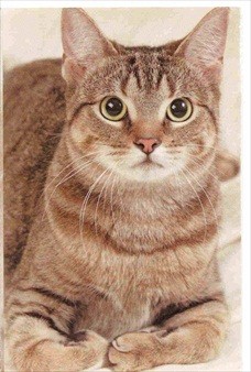 Cat Postcard With Paws Folded