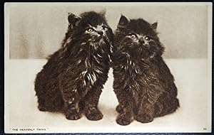 Cat Postcard Heavenly Twins