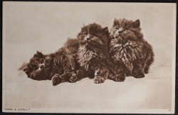 Seller image for Cat Postcard Warm And Cuddly An Early Cat Postcard From Photochrom Tunbridge Wells for sale by Postcard Anoraks