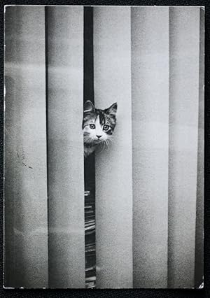 Imagen del vendedor de Cat Postcard Peeping Through The Blinds Published 1983 a la venta por Postcard Anoraks