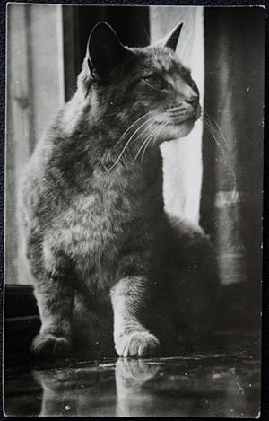 Seller image for Cat Real Photograph Eyes Left An Early Original Photo Without A Negative for sale by Postcard Anoraks