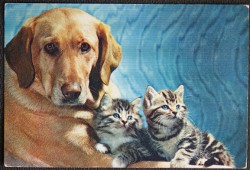 Dog Cat Postcard Good Companions Vintage 1966