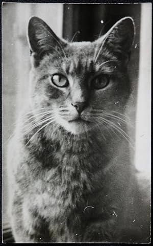 Cat Real Photograph Portrait An Early Original Photo Without A Negative