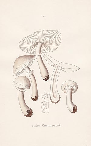 Seller image for Lepiota holosericea Fr." - Plate 26 - mushrooms Pilze fungi funghi champignon Mykologie mycology mycologie - Iconographia Mycologica for sale by Antiquariat Steffen Vlkel GmbH