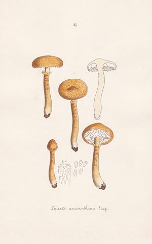 Seller image for Lepiota amianthina Scop." - Plate 37 - mushrooms Pilze fungi funghi champignon Mykologie mycology mycologie - Iconographia Mycologica for sale by Antiquariat Steffen Vlkel GmbH