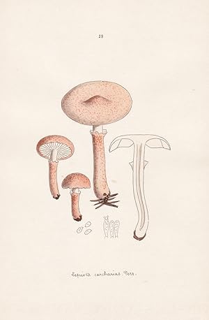 Seller image for Lepiota carcharias Pers." - Plate 38 - mushrooms Pilze fungi funghi champignon Mykologie mycology mycologie - Iconographia Mycologica for sale by Antiquariat Steffen Vlkel GmbH
