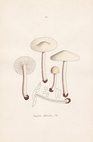 Seller image for Lepiota illinita Fr." - Plate 42 - mushrooms Pilze fungi funghi champignon Mykologie mycology mycologie - Iconographia Mycologica for sale by Antiquariat Steffen Vlkel GmbH