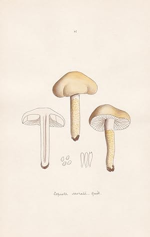 Seller image for Lepiota irrorata Quel." - Plate 41 - mushrooms Pilze fungi funghi champignon Mykologie mycology mycologie - Iconographia Mycologica for sale by Antiquariat Steffen Vlkel GmbH