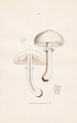 Seller image for Lepiota naucina Fr." - Plate 25 - mushrooms Pilze fungi funghi champignon Mykologie mycology mycologie - Iconographia Mycologica for sale by Antiquariat Steffen Vlkel GmbH