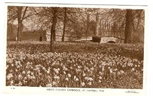 Kings College Cambridge Daffodil Time Real Photo Vintage Postcard