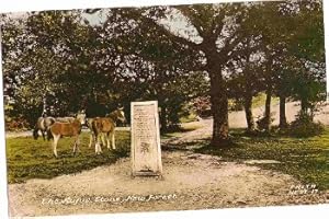 New Forest Ponies Horses Postcard Rufus Stone Vintage 1965
