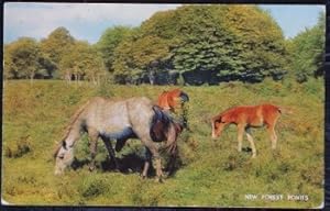 New Forest Ponies Postcard Hants Hampshire