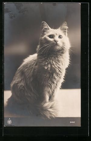 Bild des Verkufers fr Ansichtskarte Weisse Katze blickt nach oben zum Verkauf von Bartko-Reher