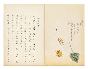 Illustrated manuscript on paper, entitled "Hansho [or Bansho] kai" ["Ryukyu Potatoes Explained"]