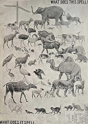 Immagine del venditore per What Does This Spell?' Advertisement in the form of an animal puzzle for 'Ellimans Embrocation' for horses and animals. An original print from the Illustrated London News, 1901. venduto da Cosmo Books