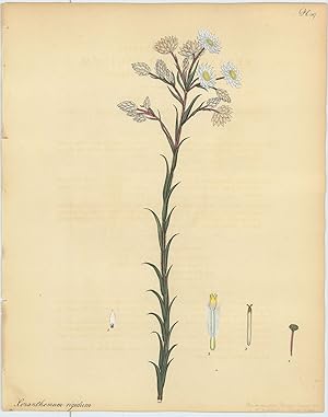 Bild des Verkufers fr Xeranthemum Rigidum. Rigid-leaved Eternal Flower. zum Verkauf von Robert Frew Ltd. ABA ILAB