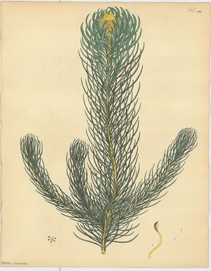 Bild des Verkufers fr Protea Incurva. Incurved-leaved Protea. zum Verkauf von Robert Frew Ltd. ABA ILAB