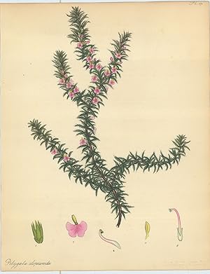 Bild des Verkufers fr Polygala Alopecuroides. Fox-tail Milkwort. zum Verkauf von Robert Frew Ltd. ABA ILAB