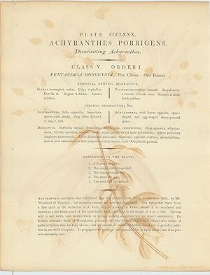 Bild des Verkufers fr Achyranthes Porrigens. Divaricating Achyranthes. zum Verkauf von Robert Frew Ltd. ABA ILAB