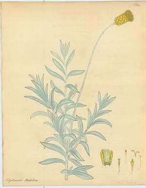 Bild des Verkufers fr Elychrisum Staehelina. Staehelina-like Eternal Flower. zum Verkauf von Robert Frew Ltd. ABA ILAB