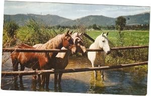 Minehead Forest Ponies Horses Postcard Somerset Vintage 1964
