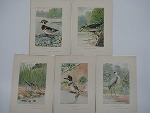 5 BIRD & DUCK CHROMOLITHOGRAPHIC PLATES BY J. L. RIDGWAY Great Blue Heron; Kingfisher; Wilson's o...