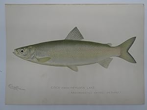 CISCO CHROMOLITHOGRAPHIC FISH PLATE BY BARNET H. DENTON