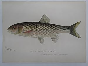 FALL FISH OR SILVER CHUB COLOR CHROMOLITHOGRAPHIC FISH PLATE BY BARNET H. DENTON