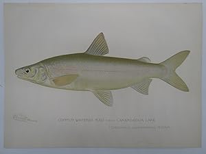 COMMON WHITEFISH MALE COLOR CHROMOLITHOGRAPHIC FISH PLATE BY BARNET H. DENTON