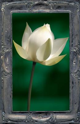 Image du vendeur pour Letting the Lotus Bloom: The Expression of Soul Through Flowers (Paperback or Softback) mis en vente par BargainBookStores