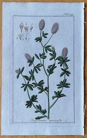 Bild des Verkufers fr Zorn Original Kupferstich Botanik Trifolium arvense - 1784 zum Verkauf von raremapexchange