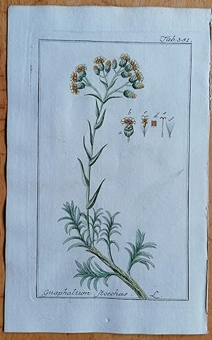 Seller image for Zorn Original Kupferstich Botanik Gnaphalium stoechas - 1784 for sale by raremapexchange