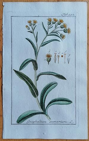 Seller image for Zorn Original Kupferstich Botanik Gnaphalium arenarium - 1784 for sale by raremapexchange